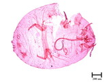 中文種名:知本粉介殼蟲學名:Crisicoccus chiponensis (Takahashi, 1939)