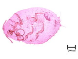 中文種名:知本粉介殼蟲學名:Crisicoccus chiponensis (Takahashi, 1939)