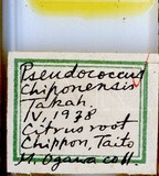 中文種名:知本粉介殼蟲學名:Crisicoccus chiponensis (Takahashi, 1939)