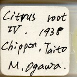 中文種名:知本粉介殼蟲學名:Crisicoccus chiponensis (Takahashi, 1939)