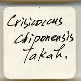 中文種名:知本粉介殼蟲學名:Crisicoccus chiponensis (Takahashi, 1939)