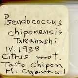 中文種名:知本粉介殼蟲學名:Crisicoccus chiponensis (Takahashi, 1939)