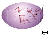 中文種名:康氏粉介殼蟲學名:Pseudococcus comstocki (Kuwana, 1902)