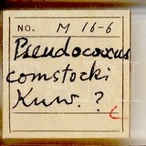 中文種名:康氏粉介殼蟲學名:Pseudococcus comstocki (Kuwana, 1902)