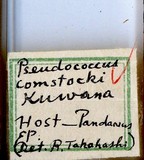 中文種名:康氏粉介殼蟲學名:Pseudococcus comstocki (Kuwana, 1902)