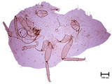中文種名:康氏粉介殼蟲學名:Pseudococcus comstocki (Kuwana, 1902)