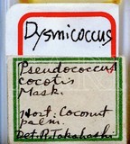 學名:Dysmicoccus cocotis (Maskell, 1890)