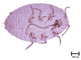 學名:Dysmicoccus cocotis (Maskell, 1890)