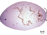 中文種名:柑桔粉介殼蟲學名:Planococcus citri (Risso, 1813)