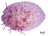 中文種名:柑桔粉介殼蟲學名:Planococcus citri (Risso, 1813)