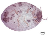 中文種名:柑桔粉介殼蟲學名:Planococcus citri (Risso, 1813)