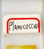 中文種名:柑桔粉介殼蟲學名:Planococcus citri (Risso, 1813)