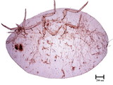 中文種名:柑桔粉介殼蟲學名:Planococcus citri (Risso, 1813)