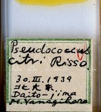 中文種名:柑桔粉介殼蟲學名:Planococcus citri (Risso, 1813)