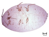 中文種名:柑桔粉介殼蟲學名:Planococcus citri (Risso, 1813)