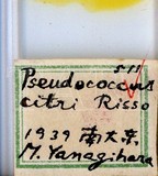 中文種名:柑桔粉介殼蟲學名:Planococcus citri (Risso, 1813)