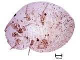 中文種名:柑桔粉介殼蟲學名:Planococcus citri (Risso, 1813)