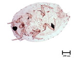 中文種名:柑桔粉介殼蟲學名:Planococcus citri (Risso, 1813)