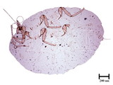 中文種名:柑桔粉介殼蟲學名:Planococcus citri (Risso, 1813)