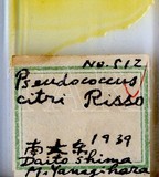 中文種名:柑桔粉介殼蟲學名:Planococcus citri (Risso, 1813)