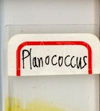 中文種名:柑桔粉介殼蟲學名:Planococcus citri (Risso, 1813)