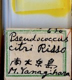 中文種名:柑桔粉介殼蟲學名:Planococcus citri (Risso, 1813)