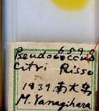 中文種名:柑桔粉介殼蟲學名:Planococcus citri (Risso, 1813)