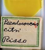 中文種名:柑桔粉介殼蟲學名:Planococcus citri (Risso, 1813)