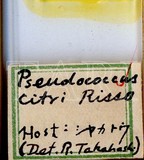 中文種名:柑桔粉介殼蟲學名:Planococcus citri (Risso, 1813)