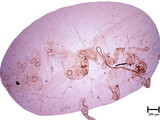 中文種名:柑桔粉介殼蟲學名:Planococcus citri (Risso, 1813)