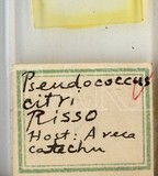 中文種名:柑桔粉介殼蟲學名:Planococcus citri (Risso, 1813)