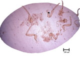 中文種名:柑桔粉介殼蟲學名:Planococcus citri (Risso, 1813)