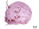 中文種名:太平洋臀紋粉介殼蟲學名:Planococcus minor (Maskell, 1897)