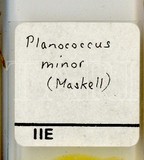 中文種名:太平洋臀紋粉介殼蟲學名:Planococcus minor (Maskell, 1897)