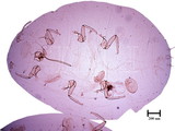 中文種名:太平洋臀紋粉介殼蟲學名:Planococcus minor (Maskell, 1897)