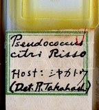 中文種名:太平洋臀紋粉介殼蟲學名:Planococcus minor (Maskell, 1897)