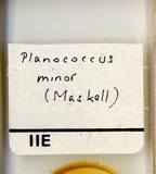 中文種名:太平洋臀紋粉介殼蟲學名:Planococcus minor (Maskell, 1897)