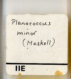 中文種名:太平洋臀紋粉介殼蟲學名:Planococcus minor (Maskell, 1897)