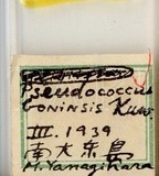 中文種名:甘蔗嫡粉介殼蟲學名:Dysmicoccus boninsis (Kuwana, 1909)