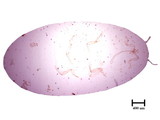 中文種名:甘蔗嫡粉介殼蟲學名:Dysmicoccus boninsis (Kuwana, 1909)