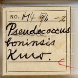 中文種名:甘蔗嫡粉介殼蟲學名:Dysmicoccus boninsis (Kuwana, 1909)