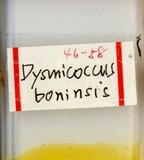 中文種名:甘蔗嫡粉介殼蟲學名:Dysmicoccus boninsis (Kuwana, 1909)