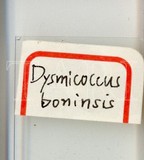 中文種名:甘蔗嫡粉介殼蟲學名:Dysmicoccus boninsis (Kuwana, 1909)