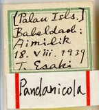學名:Pandanicola esakii (Takahashi, 1942)
