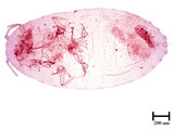 學名:Pandanicola esakii (Takahashi, 1942)