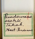 學名:Pandanicola esakii (Takahashi, 1942)