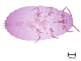 學名:Pandanicola esakii (Takahashi, 1942)