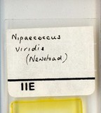 學名:Nipaecoccus viridis (Newstead, 1894)