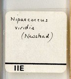 學名:Nipaecoccus viridis (Newstead, 1894)