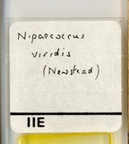 學名:Nipaecoccus viridis (Newstead, 1894)